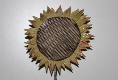 Sonnenblume